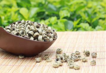云南綠茶及其種類介紹|綠茶品種