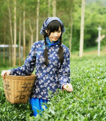 茶葉種植中茶樹嫁接技術|茶葉栽培
